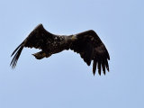 White-tailed Eagle