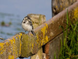 White Wagtail (Motacilla alba alba)
