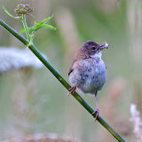 Whitethroat (Sylvia communis)