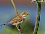 Whitethroat (Sylvia communis)