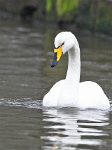 Whooper Swan