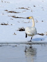 Whooper Swan