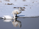 Whooper Swans