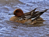 Wigeon