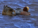Wigeon