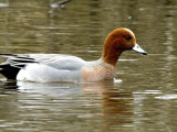 Wigeon