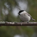 Willow Tit
