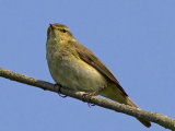 Willow Warbler