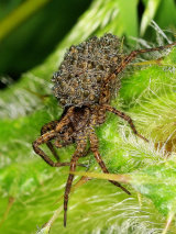 Wolf Spider