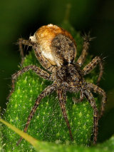 Wolf Spider