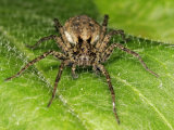 Wolf Spider
