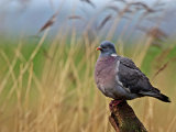 Wood Pigeon
