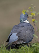Wood Pigeon
