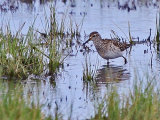 Wood Sandpiper  (Tringa glareola)