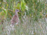 Wood Sandpiper