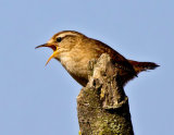 Wrens, Dippers, Waxwings & Accentors