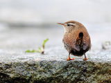Wren (Troglodytes troglodytes)
