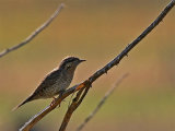 Wryneck 