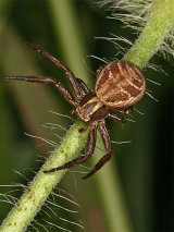 Xysticus cristatus
