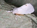 Yellow-tail