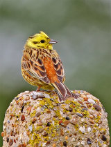 Yellowhammer (Emberiza citrinella)
