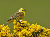 Yellowhammer (Emberiza citrinella)