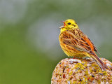Yellowhammer