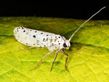 Ermine Moth