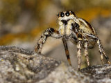 Salticus scenicus