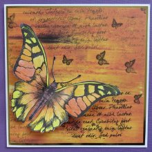 Butterfly 1