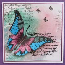Butterfly 2