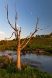 Old Tree and Moon.