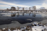 rannoch moor silver birches