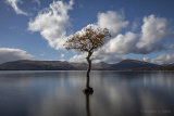 The Milarrochy Tree.