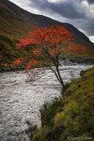 glen etive tree.