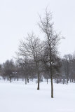 levengrove trees.