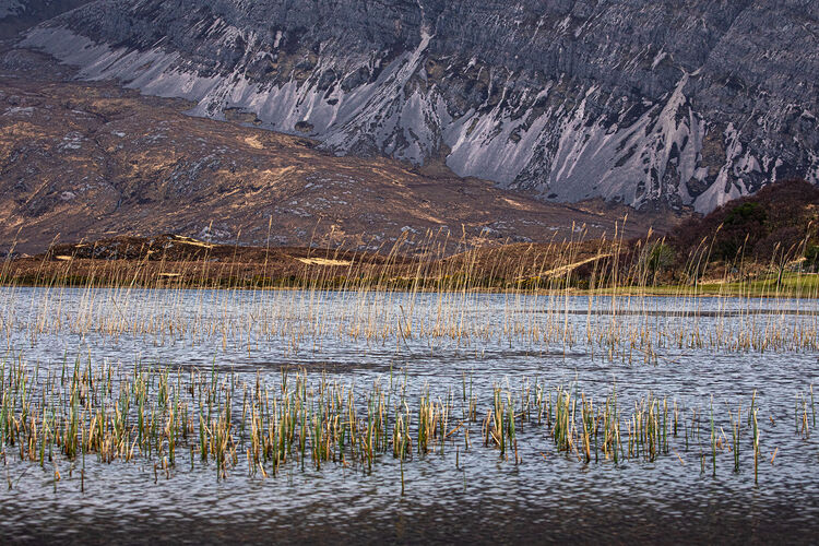 loch stack reeds