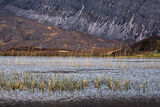 loch stack reeds