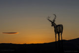 lomondgate stag.