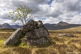 lone tree.