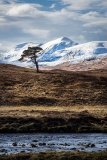 lone tree