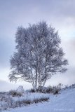 rannoch tree.