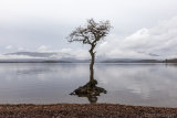 the milarrochy tree.