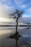 the tree and mist .