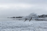 trees at loch tulla.