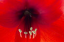 Amaryllis 2