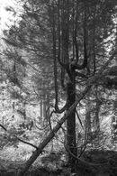 Coed Maenarthur Forest