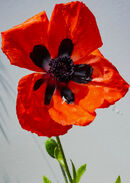Poppy in rain 1