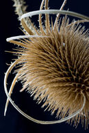 Teasel