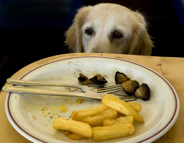 Can i have those chips